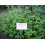 SAFLAX  - Griechischer Oregano - Origanum - 600 Samen 6