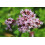SAFLAX  - Griechischer Oregano - Origanum - 600 Samen 3