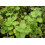 SAFLAX  - Griechischer Oregano - Origanum - 600 Samen 7