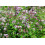 SAFLAX  - Griechischer Oregano - Origanum - 600 Samen 5