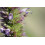 SAFLAX - Menthe de Corée - 1200 graines - Agastache rugosa 6