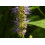SAFLAX - Menta coreana - 1200 semi - Con substrato - Agastache 3