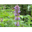 SAFLAX - Menta coreana - 1200 semi - Con substrato - Agastache 6