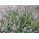 SAFLAX - Menta coreana - 1200 semi - Con substrato - Agastache 5