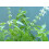 SAFLAX  - Limonen-Basilikum - Ocimum - 200 Samen 2