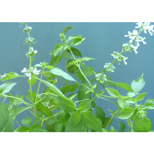 SAFLAX  - Limonen-Basilikum - Ocimum - 200 Samen 1