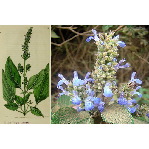 SAFLAX - Chía - 500 semillas - Salvia 1
