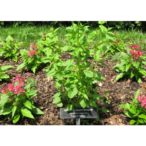 SAFLAX  - Limonen - Aniskraut - Agastache - 50 Samen - Mit Substrat 2