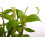 SAFLAX  - Mexikanische Minze - Mentha - 500 Samen 6