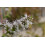 SAFLAX  - Mexikanische Minze - Mentha - 500 Samen 3