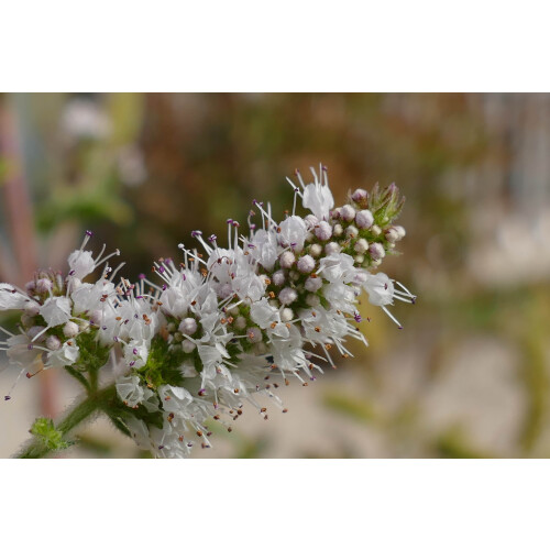 SAFLAX  - Mexikanische Minze - Mentha - 500 Samen 2