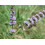 SAFLAX  - Mexikanische Minze - Mentha - 500 Samen 2