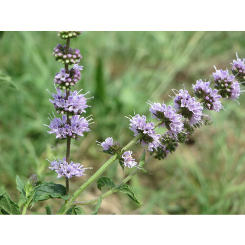 SAFLAX  - Mexikanische Minze - Mentha - 500 Samen 1