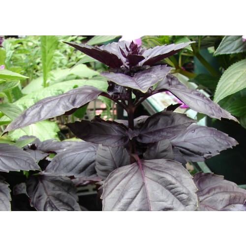 SAFLAX  - Rotes Basilikum - Ocimum - 200 Samen - Mit Substrat 2