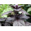 SAFLAX  - Rotes Basilikum - Ocimum - 200 Samen 2