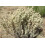 SAFLAX  - Spanischer Majoran - Thymus - 250 Samen 3