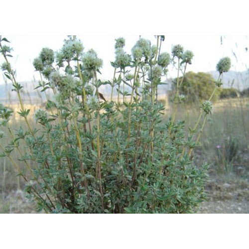 SAFLAX  - Spanischer Majoran - Thymus - 250 Samen 1