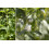 SAFLAX  - Stevia - Stevia - 100 Samen - Mit Substrat 8