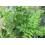 SAFLAX  - Süßholz - Glycyrrhiza - 30 Samen 3