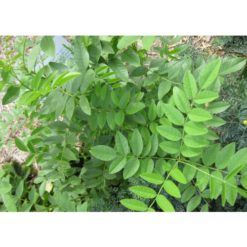 SAFLAX  - Süßholz - Glycyrrhiza - 30 Samen 2