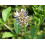 SAFLAX  - Süßholz - Glycyrrhiza - 30 Samen 7