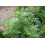 SAFLAX  - Süßholz - Glycyrrhiza - 30 Samen 4