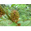 SAFLAX  - Süßholz - Glycyrrhiza - 30 Samen 6