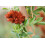 SAFLAX  - Süßholz - Glycyrrhiza - 30 Samen 5