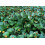 SAFLAX  - Parakresse - Acmella - 500 Samen - Mit Substrat 8