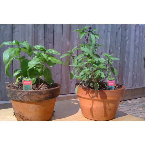 SAFLAX  - Thai - Basilikum - Ocimum - 200 Samen 2