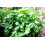 SAFLAX  - Thai - Basilikum - Ocimum - 200 Samen 2