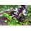 SAFLAX - Basilico cannella - 200 semi - Con substrato - Ocimum 3