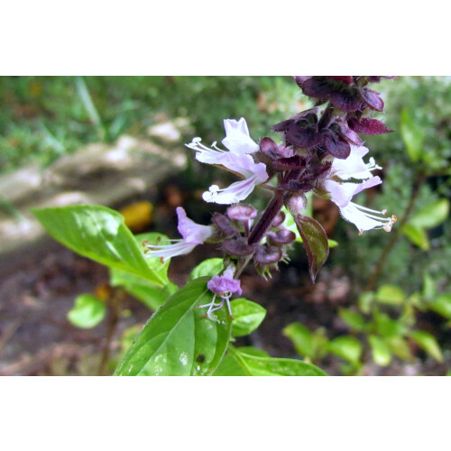 SAFLAX - Basilico cannella - 200 semi - Con substrato - Ocimum 2