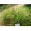 SAFLAX  - Zitronengras - Cymbopogon - 50 Samen - Mit Substrat 3