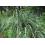 SAFLAX  - Zitronengras - Cymbopogon - 50 Samen - Mit Substrat 4