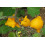 SAFLAX - Ubre de vaca - 10 semillas - Solanum 2