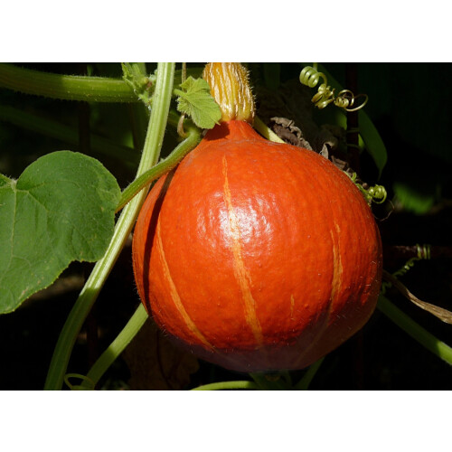 SAFLAX - Potiron - Hokkaïdo - 10 graines - Cucurbita maxima 1