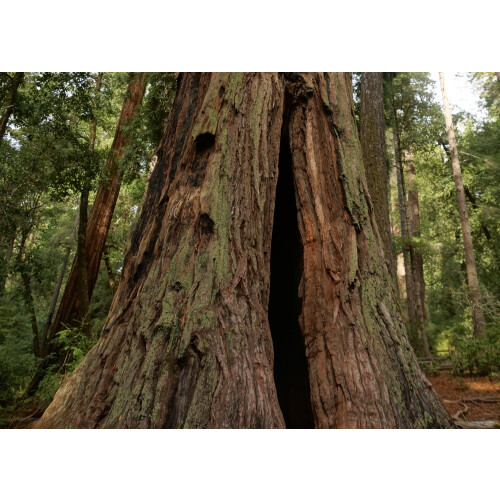 SAFLAX  - Küsten - Mammutbaum - Sequoia - 50 Samen - Mit Substrat 2