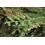 SAFLAX  - Küsten - Mammutbaum - Sequoia - 50 Samen 4