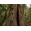 SAFLAX  - Küsten - Mammutbaum - Sequoia - 50 Samen 2