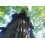 SAFLAX  - Küsten - Mammutbaum - Sequoia - 50 Samen 6