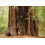 SAFLAX  - Küsten - Mammutbaum - Sequoia - 50 Samen 3
