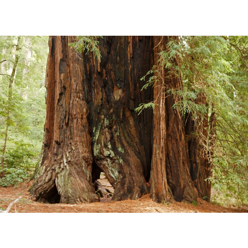 SAFLAX  - Küsten - Mammutbaum - Sequoia - 50 Samen 2