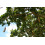 SAFLAX  - Leberwurstbaum - Kigelia - 10 Samen - Mit Substrat 4