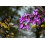 SAFLAX  - Liebesbaum - Cercis - 60 Samen 2