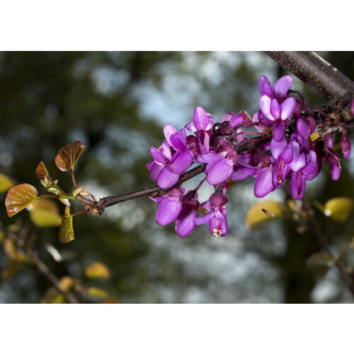 SAFLAX  - Liebesbaum - Cercis - 60 Samen 1