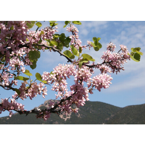 SAFLAX  - Liebesbaum - Cercis - 60 Samen 2