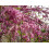 SAFLAX  - Liebesbaum - Cercis - 60 Samen 4