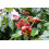 SAFLAX  - Lippenstiftstrauch - Bixa - 20 Samen - Mit Substrat 3
