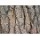 SAFLAX  - Libanonzeder - Cedrus - 20 Samen - Mit Substrat 6